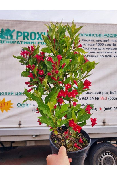 Вейгела гібридна Ред Принц - 3л/вис.40-60см/Ø15-25см